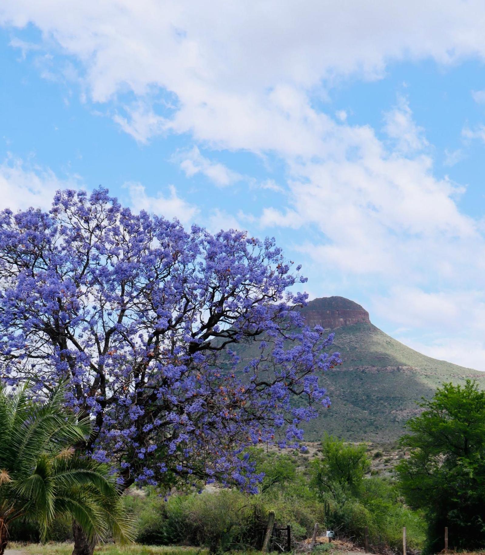 River Bend Guesthouses Graaff Reinet Bagian luar foto